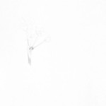 Narcis, paperwhite