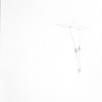 Narcis, paperwhite